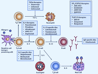 PDF] Biologic targeted therapy in allergic asthma. | Semantic Scholar